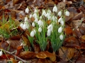 January 2018 - early signs of Spring